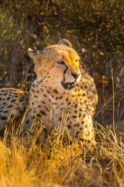 Cheetah etkin ulusal park, Namibya