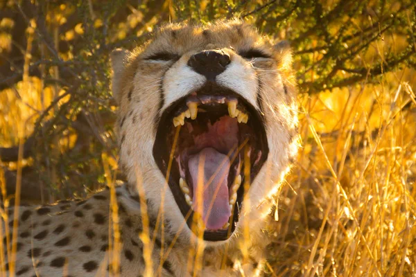 Gepard v národním parku etosha, Namibie — Stock fotografie