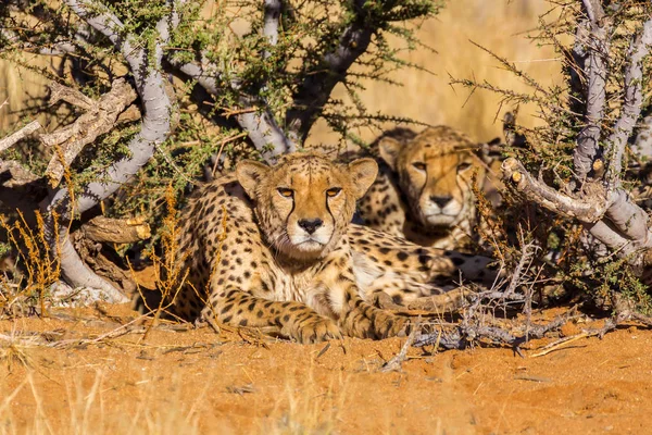 Два гепарда в Национальном парке Этоша, Намибия — стоковое фото