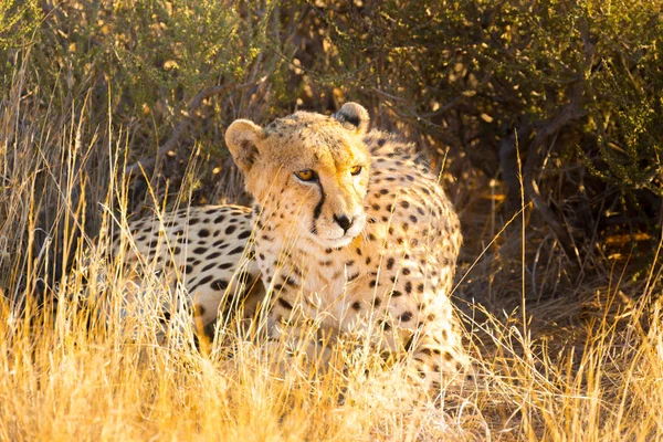 Cheetah no Parque Nacional de Etosha, Namíbia — Fotografia de Stock