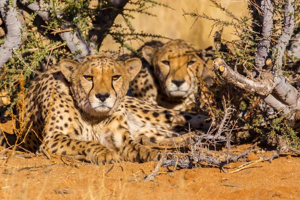 Zwei Geparden im Etoscha-Nationalpark, Namibia — Stockfoto