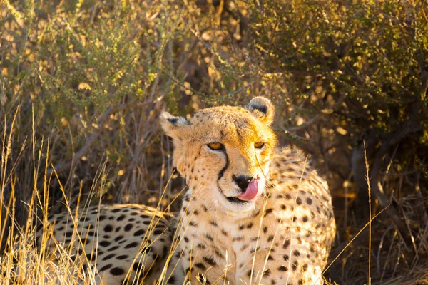 Cheetah nel Parco Nazionale di Etosha, Namibia — Foto Stock