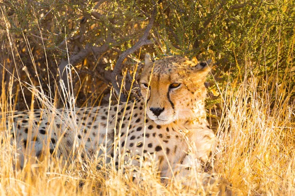 Cheetah nel Parco Nazionale di Etosha, Namibia — Foto Stock