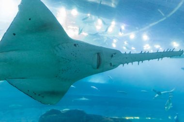 Dubai Alışveriş Merkezi akvaryum Sawfishes