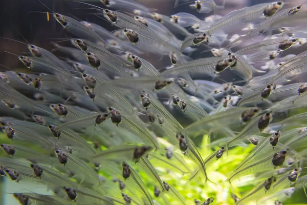 Los peces nadan en el acuario del centro comercial de Dubai —  Fotos de Stock