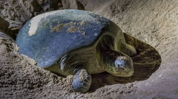 Ras al Jinz Turtle Beach rezerv, Umman, yeşil kaplumbağalar