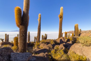Incahuasi Adası (Kaktüs Adası) Bolivya 'da, dünyanın en büyük tuz düzlüğü olan Salar de Uyuni' de yer alır.