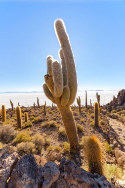 Incahuasi Adası (Kaktüs Adası) Bolivya 'da, dünyanın en büyük tuz düzlüğü olan Salar de Uyuni' de yer alır.