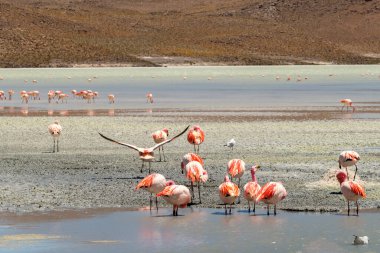 Hedionda Gölü 'ndeki pembe James flamingolarının göz kamaştırıcı panoramik manzarası. Muhteşem Bolivya And Dağları ve Altiplano manzarası muhteşem Siloli Çölü, Salar de Uyuni, Bolivya yakınlarındaki