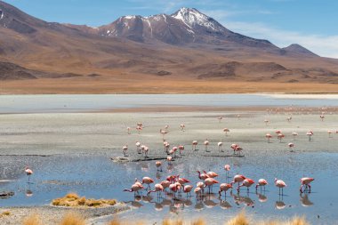 Hedionda Gölü 'ndeki pembe James flamingolarının göz kamaştırıcı panoramik manzarası. Muhteşem Bolivya And Dağları ve Altiplano manzarası muhteşem Siloli Çölü, Salar de Uyuni, Bolivya yakınlarındaki