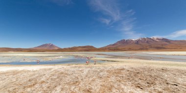 Hedionda Gölü 'ndeki pembe James flamingolarının göz kamaştırıcı panoramik manzarası. Muhteşem Bolivya And Dağları ve Altiplano manzarası muhteşem Siloli Çölü, Salar de Uyuni, Bolivya yakınlarındaki