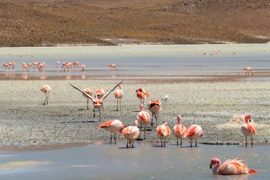 Hedionda Gölü 'ndeki pembe James flamingolarının göz kamaştırıcı panoramik manzarası. Muhteşem Bolivya And Dağları ve Altiplano manzarası muhteşem Siloli Çölü, Salar de Uyuni, Bolivya yakınlarındaki