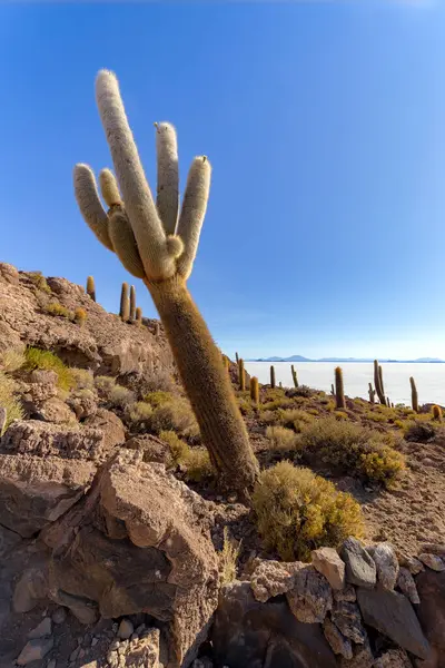 Incahuasi Adası (Kaktüs Adası) Bolivya 'da, dünyanın en büyük tuz düzlüğü olan Salar de Uyuni' de yer alır.
