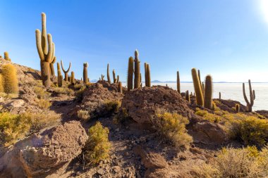 Incahuasi Adası (Kaktüs Adası) Bolivya 'da, dünyanın en büyük tuz düzlüğü olan Salar de Uyuni' de yer alır.