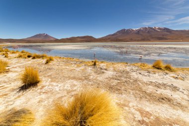 Hedionda Gölü 'ndeki pembe James flamingolarının göz kamaştırıcı panoramik manzarası. Muhteşem Bolivya And Dağları ve Altiplano manzarası muhteşem Siloli Çölü, Salar de Uyuni, Bolivya yakınlarındaki