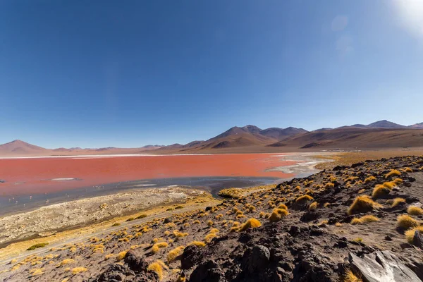 Εκπληκτική Πανοραμική Θέα Του Ροζ James Flamingos Στο Laguna Colorada — Φωτογραφία Αρχείου