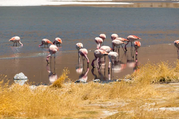 Spectaculair Panoramisch Uitzicht Roze James Flamingo Bij Canapa Lake Lagune — Stockfoto