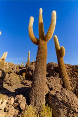 Incahuasi Adası (Kaktüs Adası) Bolivya 'da, dünyanın en büyük tuz düzlüğü olan Salar de Uyuni' de yer alır.