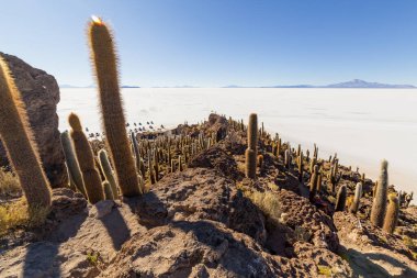 Incahuasi Adası (Kaktüs Adası) Bolivya 'da, dünyanın en büyük tuz düzlüğü olan Salar de Uyuni' de yer alır.