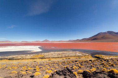 Laguna Colorada 'daki pembe James flamingolarının göz kamaştırıcı panoramik görüntüsü. Muhteşem Bolivya And Dağları ve Altiplano manzarası muhteşem Siloli Çölü, Salar de Uyuni, Bolivya yakınlarındaki