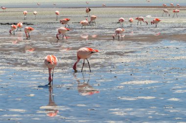 Hedionda Gölü 'ndeki pembe James flamingolarının göz kamaştırıcı panoramik manzarası. Muhteşem Bolivya And Dağları ve Altiplano manzarası muhteşem Siloli Çölü, Salar de Uyuni, Bolivya yakınlarındaki