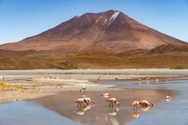Hedionda Gölü 'ndeki pembe James flamingolarının göz kamaştırıcı panoramik manzarası. Muhteşem Bolivya And Dağları ve Altiplano manzarası muhteşem Siloli Çölü, Salar de Uyuni, Bolivya yakınlarındaki