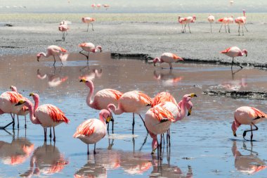 Hedionda Gölü 'ndeki pembe James flamingolarının göz kamaştırıcı panoramik manzarası. Muhteşem Bolivya And Dağları ve Altiplano manzarası muhteşem Siloli Çölü, Salar de Uyuni, Bolivya yakınlarındaki