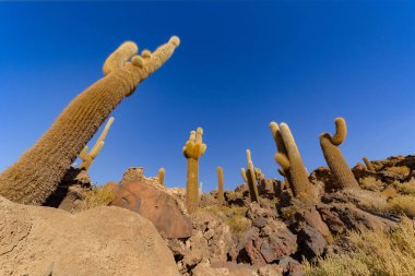 Incahuasi Adası (Kaktüs Adası) Bolivya 'da, dünyanın en büyük tuz düzlüğü olan Salar de Uyuni' de yer alır.