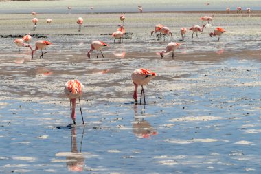 Hedionda Gölü 'ndeki pembe James flamingolarının göz kamaştırıcı panoramik manzarası. Muhteşem Bolivya And Dağları ve Altiplano manzarası muhteşem Siloli Çölü, Salar de Uyuni, Bolivya yakınlarındaki
