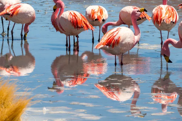 Stunning Panoramic View Pink James Flamingos Hedionda Lake Lagoon Beautiful — Stock Photo, Image