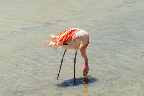 Impresionante Vista Panorámica Los Flamencos James Rosados Lago Hedionda Laguna — Foto de Stock