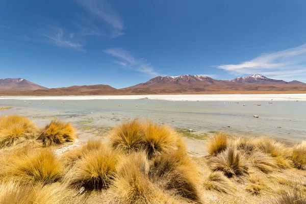 Impresionante Vista Panorámica Los Flamencos James Rosados Lago Hedionda Laguna — Foto de Stock