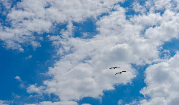 Sky Clouds Seagulls Spring — Stock Photo, Image