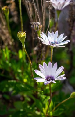 Renkli çiçekler baharda çayırlarda güneşleniyor.