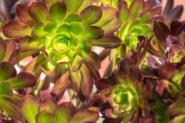 Renkli çiçek, doğa arka planı, sabah