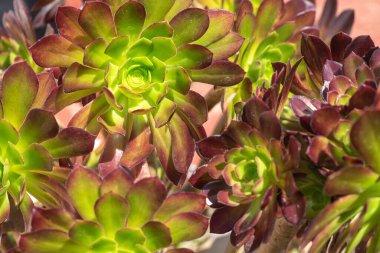 Renkli çiçek, doğa arka planı, sabah