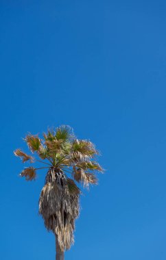 Arka planda gökyüzü olan yalnız budanmamış palmiye ağacı.