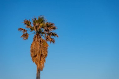 Arka planda gökyüzü olan yalnız budanmamış palmiye ağacı.