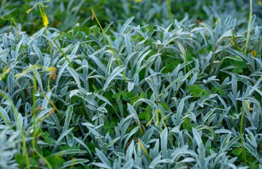 Doku, yeşil bitkiler, bahçe