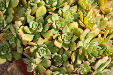 Renkli fabrikalar baharda kapanır