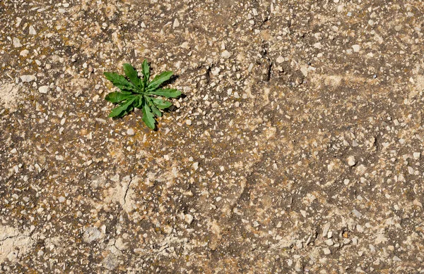 Pequeña Planta Verde Que Sale Del Cemento — Foto de Stock