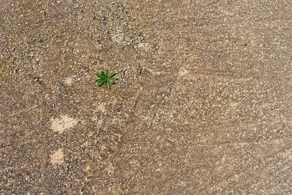 Маленькое Зеленое Растение Выходит Цемента — стоковое фото