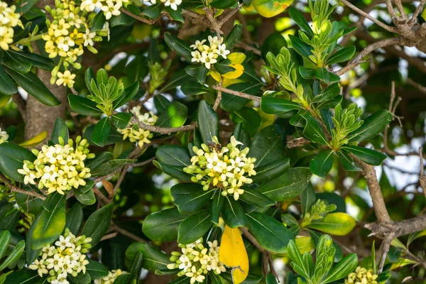 Vårblommande Häck Menorca Island — Stockfoto