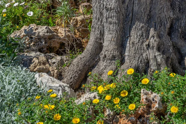 Jahrhundertealter Baumstamm Frühling Von Blumen Umgeben — Stockfoto