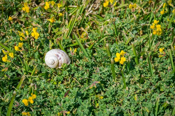 Piccola Lumaca Sull Erba Giardino Con Fiori Gialli — Foto Stock