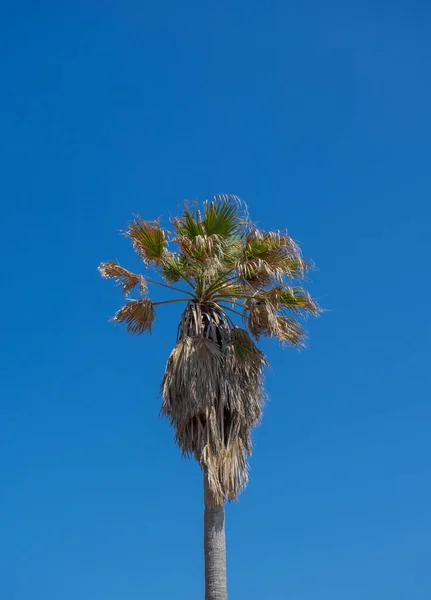 背景には空を背景にしたヤシの木 — ストック写真