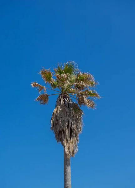 Palmera Solitaria Sin Podar Con Cielo Fondo — Foto de Stock