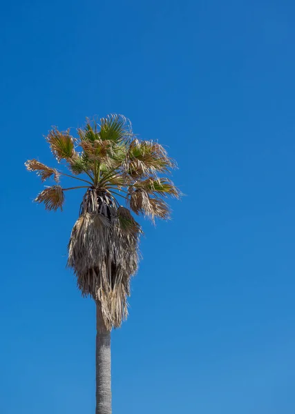 Palmera Solitaria Sin Podar Con Cielo Fondo — Foto de Stock