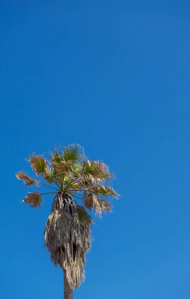 Palmera Solitaria Sin Podar Con Cielo Fondo — Foto de Stock