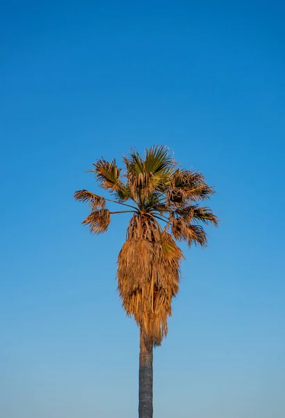 Palma Solitaria Non Potata Con Cielo Sullo Sfondo — Foto Stock